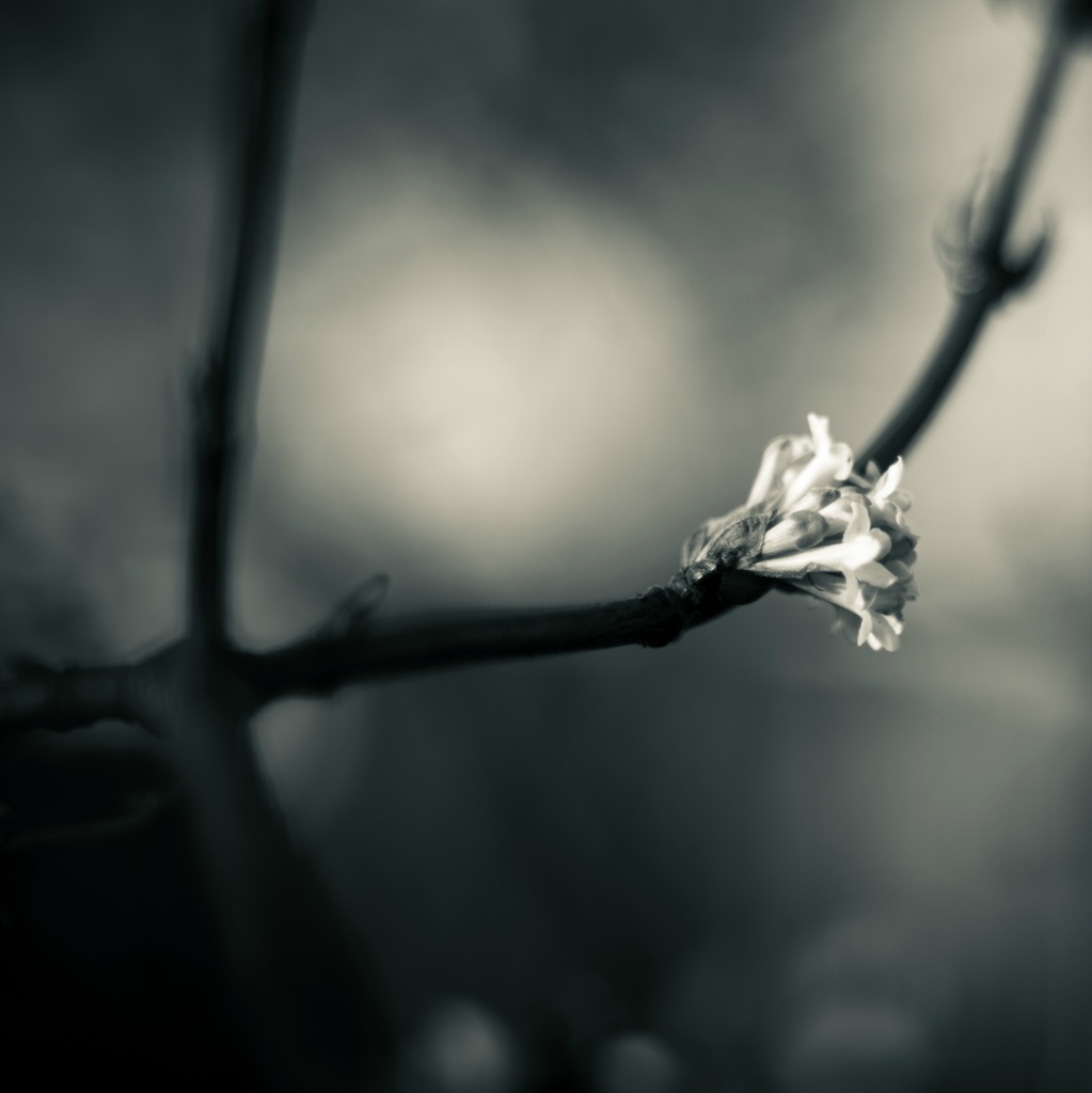 Bloem zw 2